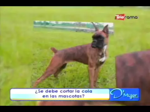 ¿Se debe cortar la cola en las mascotas?