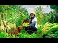 Download Lagu Harvest White Glutinous Corn Go To The Market To Sell, Cook With Corn, Take Care Of Okra Plants