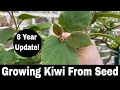 Download Lagu How To Grow a Kiwi Tree or Vine from Seed - 6 Year Update