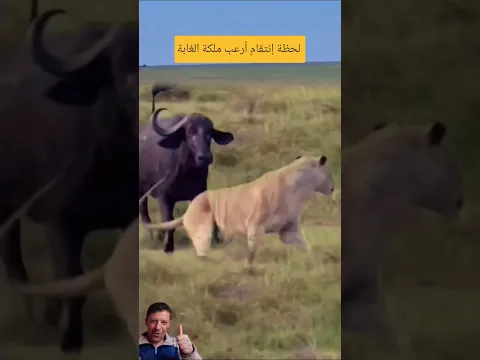 ​عندما يقرر ملك السابلة أن يكون الضحية #shorts