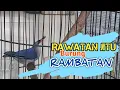 Download Lagu Rawatan Jitu Burung Rambatan agar Gacor