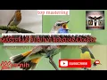 Download Lagu masteran burung bersuara kasar,auto di lirik juri