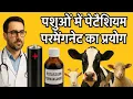 Download Lagu Potassium Permanganate पोटेशियम परमैंगनेट (लाल दवा)का उपयोग पशुओं में कैसे करे Kmno4 Vet medication 