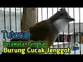 Download Lagu Perawatan Burung cucak jenggot harian dgn mudah dan cepat bunyi | cover Maktoud Mehdi Mouelhi MP3