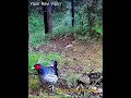 Kalij Call When He is Suspicious Of Any Thing | Wildlife Of Himalaya