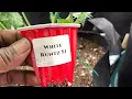 0ne week til harvest white Runtz S1 Zittles 100 organically grown live soil Water only Grow