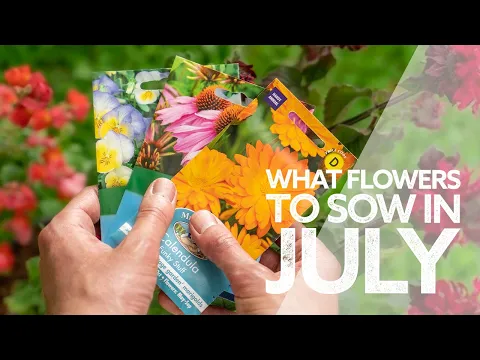 Download MP3 What Flowers to Sow in July | Flowers to Sow in Summer | What Seeds to Sow Now!