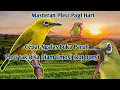 Download Lagu Masteran Pleci Pagi Hari Efektif Pleci tak Bisa Diam Ikut Bunyi Cepat Ngalas Buka Paruh
