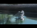 Geoffrey s Sideneck Turtle Phrynops geoffroanus