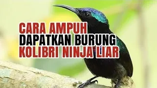 Download SUARA KHUSUS PIKAT BURUNG KOLIBRI NINJA (KONIN) - TERBARU part.1 MP3