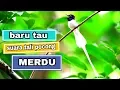Download Lagu Suara merdu burung tali pocong /seriwang || Asian paradise Flycatcher