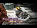 Download Lagu Cara meloloh anakan #sikatan kipas agar tumbuh maksimal
