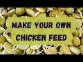 Make Your Own Chicken Feed Sprouting Lentils