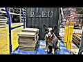 BLEU 1 YEAR OLD MINI BLUE HEELER Best Trained Dogs of OR Portland OffLeash K9 Training