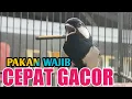 Download Lagu PAKAN WAJIB BURUNG GLATIK BATU SUPAYA GACOR SETABIL