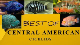 Download Central American cichlid: Most popular MP3