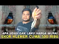 Lagu BUSET DAH PADAHAL INI MURAI KELAMIN JANTAN || EKOR KLEWER DIJUAL DR 500 RIBU DI PASAR BURUNG PRAMUKA