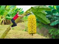 Download Lagu Harvesting 1000 Kg Bananas Goes To Market Sell - Purple, Green, Yellow Banana | Ella New Life