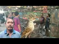 Lagu YANG PERDANA UNTUK BURUNG MASTERAN NYA