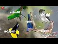 Download Lagu MASTERAN TERBARU MATERI BURCIL PEDAS | SRINDIT-RPM-SIRI-SIRI-CIGUN-SOGON