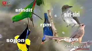 masteran terbaru materi burcil pedas srindit rpm siri siri cigun sogon