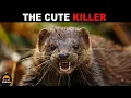 AMERICAN MINK - Nature's Fearless Killer