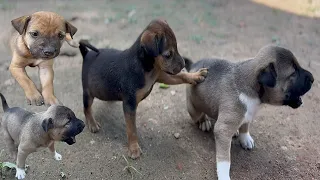 The activities of many puppies in the countryside, healthy puppies, smart puppies, cute puppy