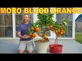 My Biggest BLOOD ORANGE Harvest Ever The Amazing Moro Blood Orange