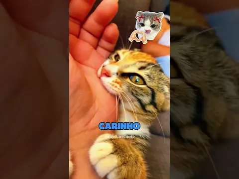 POR QUE SEU GATO DE MORDE #gatos
