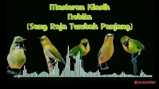 Download Masteran Pleci Nobita MP3