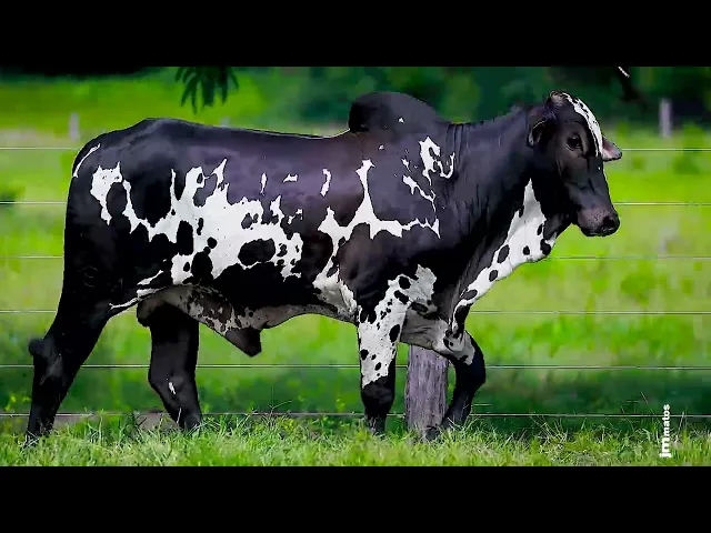 Touro Nelore FESN - 114