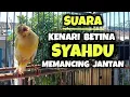 Download Lagu Kenari Betina Birahi Memancing Jantan