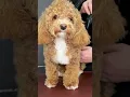 How to Groom a Maltipoo Mastering the Art of Maltipoo Care Unleash the Beauty