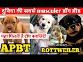 APBT Rottweiler puppies American Pitbull Golden retriever puppies for sale