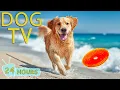 Download Lagu DOG TV: Videos Anti-Anxiety to Keep Dogs Relax All Day While You’re Away Home - Best Music for Dogs