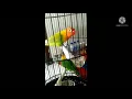 Lagu back to basic Balibu lagi dijodohin #lovebird #lovebird balibu