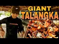 Download Lagu P2 - Malalaking Talangka ang Bumaba - EP1908