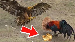 A Hungry Hawk Attacks Baby Chicks, But What the Rooster Did Will Shock You!
