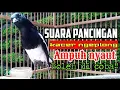 Download Lagu Suara pancingan kacer ngeplong santai sore hari, kacer apasaja langsung nyaut ampuh, boleh di coba!!