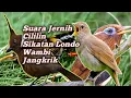 Lagu MASTERAN SUARA JERNIH BURUNG WAMBI SIKATAN LONDO CILILIN JANGKRIK