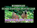 Download Lagu suara burung puyuh jantan dan betina sangat cocok untuk pancing puyuh liar