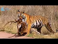 Download Lagu Wild India: A Vicious War for Survival in the Ancient Jungle #naturedocumentary | Wild Kingdoom