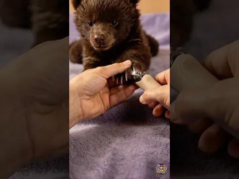 😴 He didn't even flinch — full Baby Bear spa ASMR (nails + paws + ears )