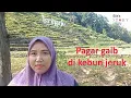 Download Lagu Pagar gaib di kebun jeruk