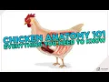 Chicken Anatomy 101 Everything You Need To Know