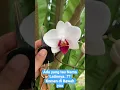 Download Lagu Anggrek Bulan Mini Sakura, Ada yang Tau Nama Latinnya..?? Jangan Lupa Komen yaa