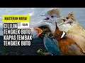 Download Lagu Masteran Murai Isian Kapas Tembak, Cililin, Cucak Jenggot, Tengkek Buto