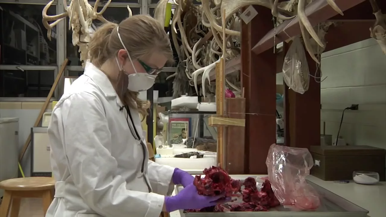 Wolf Head CSI Fun Time