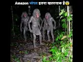 Download Lagu The Amazon jungle is very dangerous