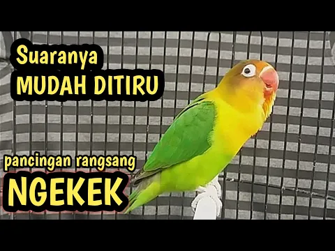 Download MP3 Suaranya mudah ditiru, bikin lb cepat narik ngekek panjang | pancingan suara lovebird